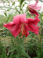 [4159 Fujian Mak No02.JPG]